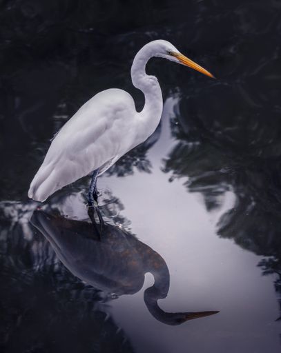 A closeup of a great white heron and its reflection on water