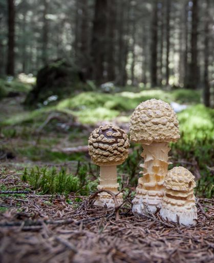 A vertical closeup shot of a three umbrella mushroom growing in the forest