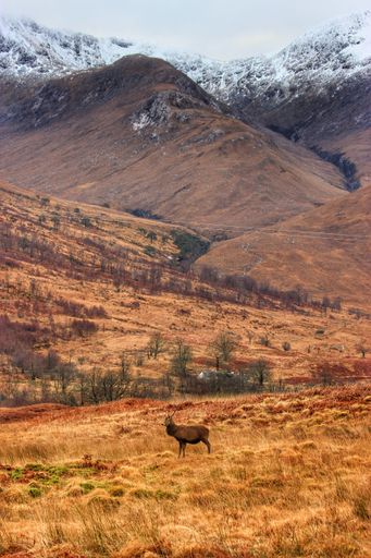 A vertical shot of a red deer stag with a background of a highland, Scotland, UK