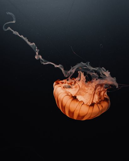 A beautiful shot of a large orange jellyfish floating in the depths of the dark ocean