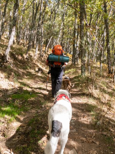 A rear view of a hiker with his dogs walking through the forest with old high trees on a sunny day