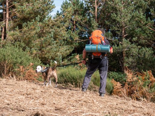 A rear view of a hiker with his dog walking through the forest with old high trees on a sunny day