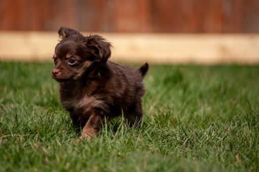 A cute brown puppy running in a grassy field during daytime