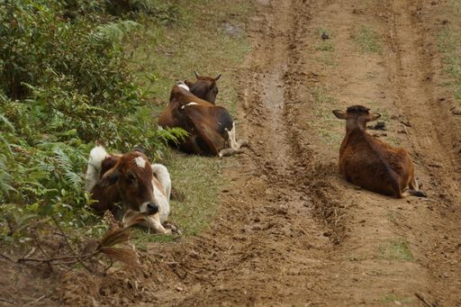 A group of brown cows sitting in te ground