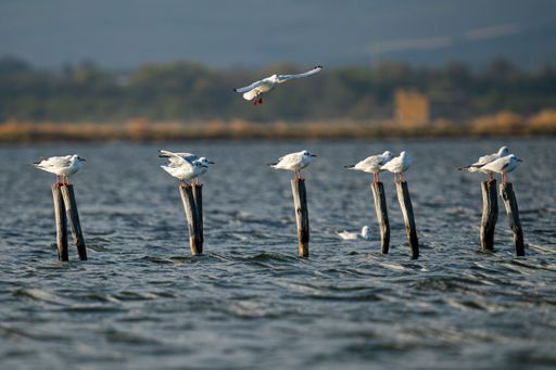 A flock of seagulls perched on the wooden breakwater