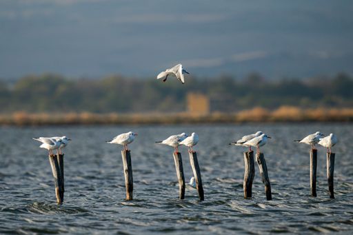 A tranquil scenery of seabirds perched on wooden logs in the sea