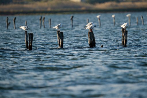 A flock of seagulls perched on wooden breakwater