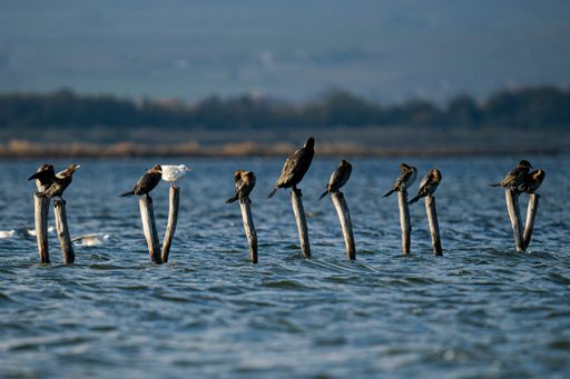 A flock of seagulls perched on wooden breakwater
