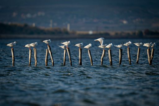 A flock of seagulls perched on wooden breakwater