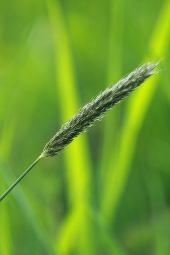 A vertical closeup shot of a green plant on a blurred background