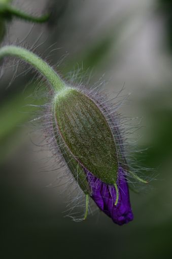 A macro shot of the bud of a purple flower