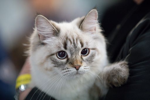 A close up shot of a beautiful and cute face of a domestic cat in the arms of person