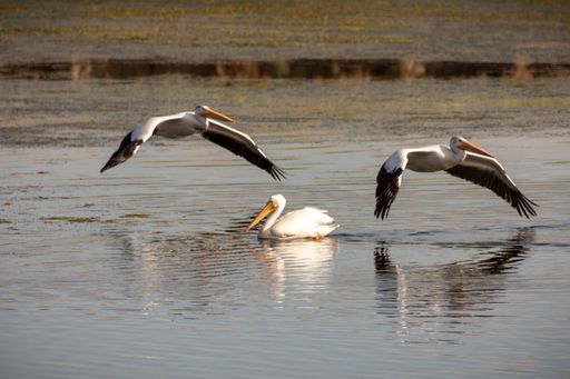 A couple of flying pelicans and one pelican swimming on the lake