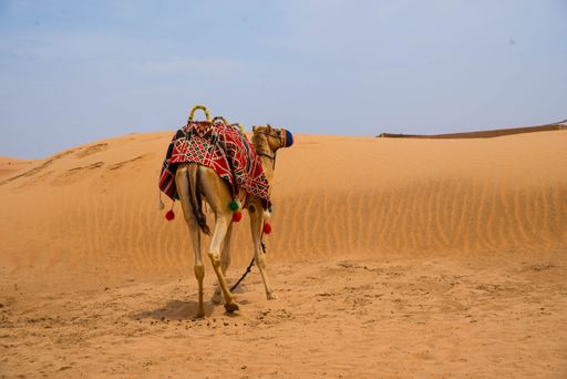 A camel in a desert in Dubai, United Arab Emirates