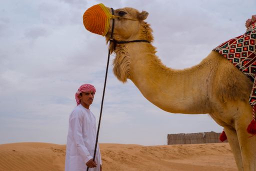 A young Arab male holding a camel for tourists to ride in Dubai
