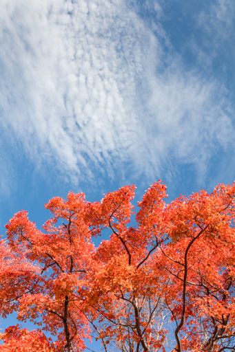 A vertical shot of the vibrant autumn foliage against the background of blue sky. Shohola Falls, PA.