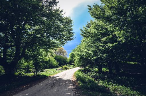 A narrow pathway passing through a forest with a lot of beautiful green trees