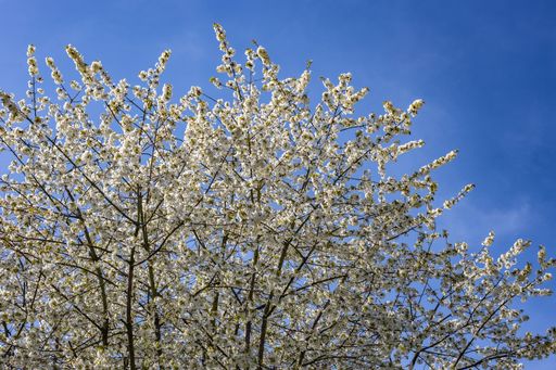 A low angle shot of beautiful cherry blossoms against a clear blue sky