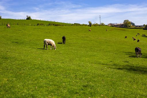 A herd of cows grazing on the pasture during daytime