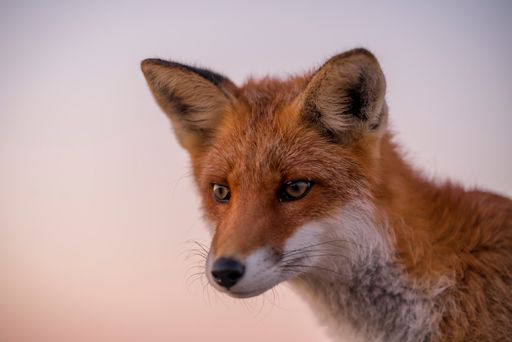 The fox on the pier in Hirtshals, Denmark.