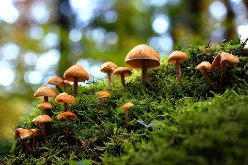 A selective focus shot of mushrooms growing on moss