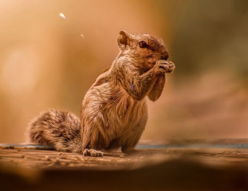 A closeup shallow focus of a cute fluffy Squirrel on the ground with a brown blurred background