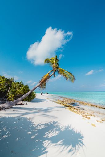 A vertical shot of the beautiful beach with palm trees. The Maldives.