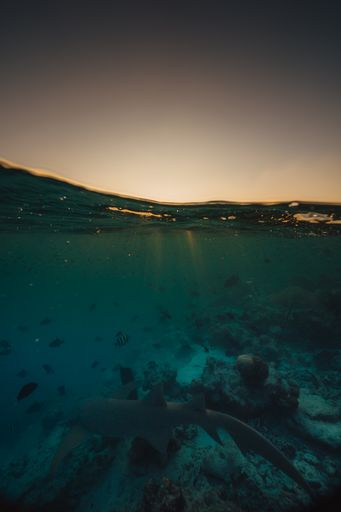A vertical shot of the sharks swimming in the water. The Maldives.