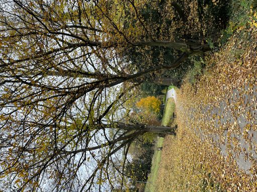 A vertical shot of a beautiful park with autumn color trees and a lot of leaves on the floor