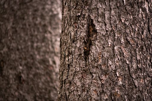 A selective focus shot of a spruce tree trunk with a hole