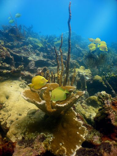Vibrant underwater scene with yellow fish swimming around coral reefs in clear blue water.
