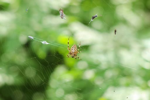 Close-up of a spider, Araneus diadematus, on its web with a blurred green background, showcasing nature's intricate details.