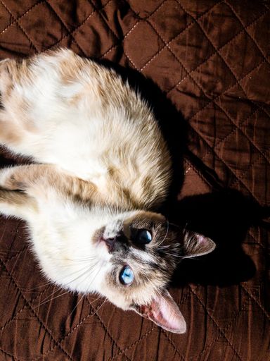 A vertical shot of a Siamese cat on a bed