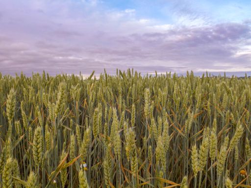A beautiful shot of a wheat field under a purple cloudy sky during the sunset
