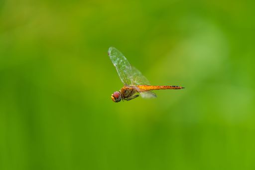 Close-up of a dragonfly in flight against a vibrant green background.