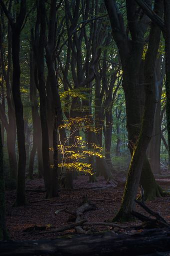 A vertical shot of sunny magical forest in the rays of the rising sun in the morning time