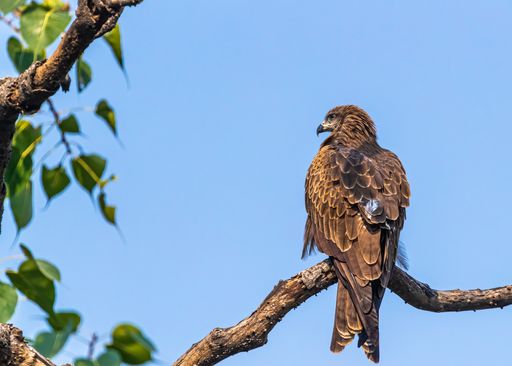 A side profile portrait of a black kite (Milvus migrans) perching on a tree early in the morning