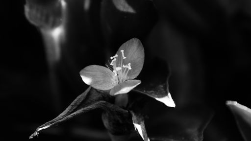 A grayscale selective focus shot of a blooming flower
