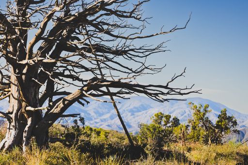 A weathered tree with sprawling branches stands against a backdrop of distant mountains under a clear blue sky.