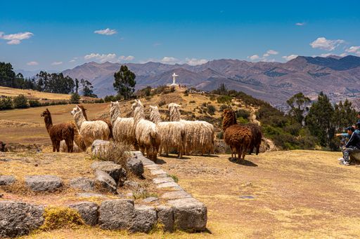 A lot of llamas walking in the fild.