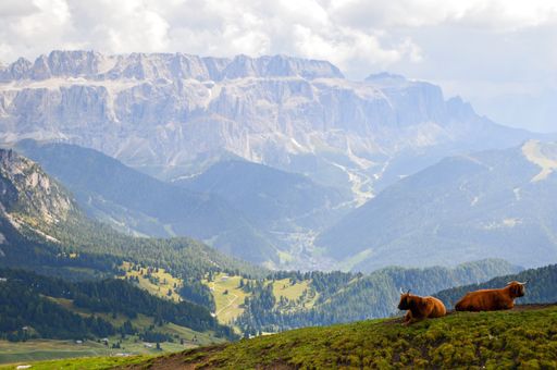 The beautiful view of the mountains and cattle in Seceda, Dolomitas, Italy