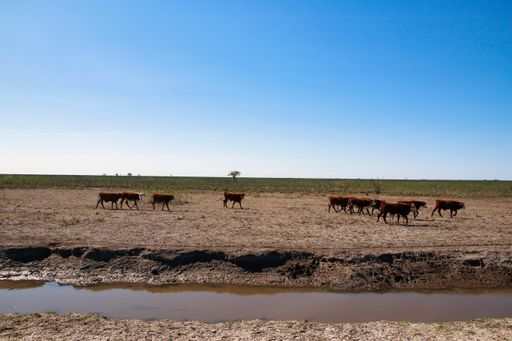 A herd of cows walking in a field by a dirty stream in Argentina on a sunny day