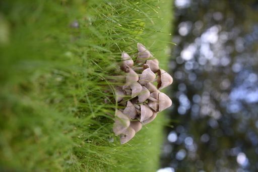 A closeup shot of wild mushrooms growing in the grass