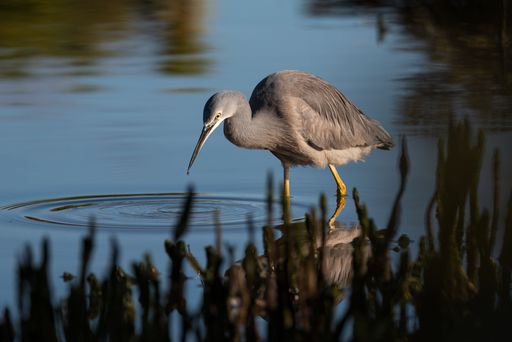 A heron wading in calm water, creating ripples under a clear sky, showcasing its reflection.