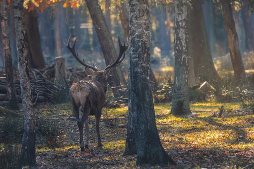 A scenic shot of a rothirsch, also known as the red deer, walking around in the wild forest