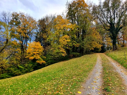 A beautiful scenery a road path in the park with  autumn trees against a blue sky on a sunny day