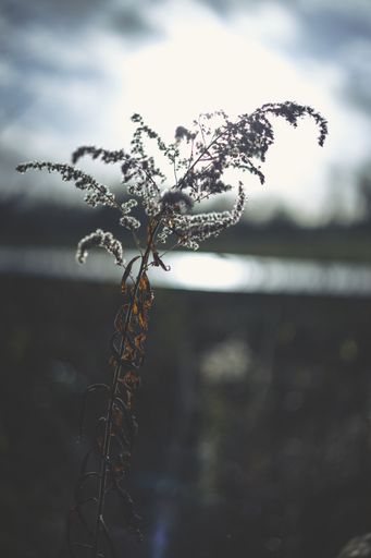 A closeup shot of plant in a shrubland with blue and gray blurred background