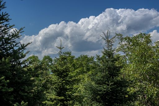 A mesmerizing view of green trees against a cloudy blue sky
