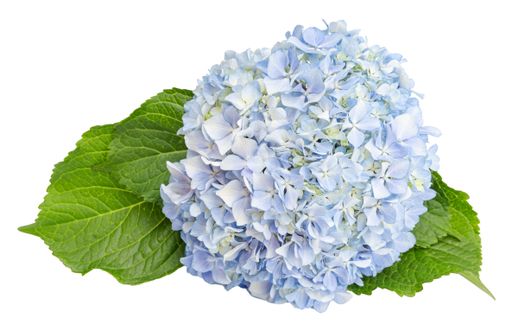 Fresh pale blue hydrangea flower head with leaves isolated on white background