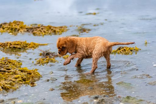 A dog cavalier king charles, a ruby puppy bathing in the sea